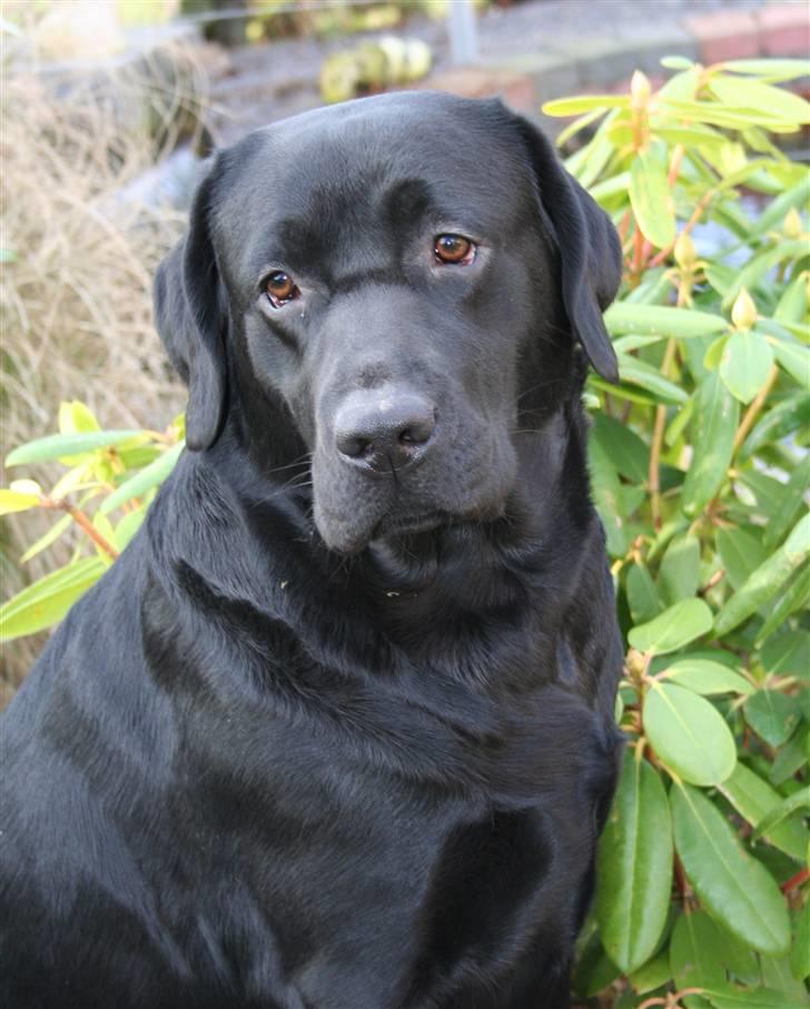 Labrador retriever Lab Tasso Blue Bell billede 5