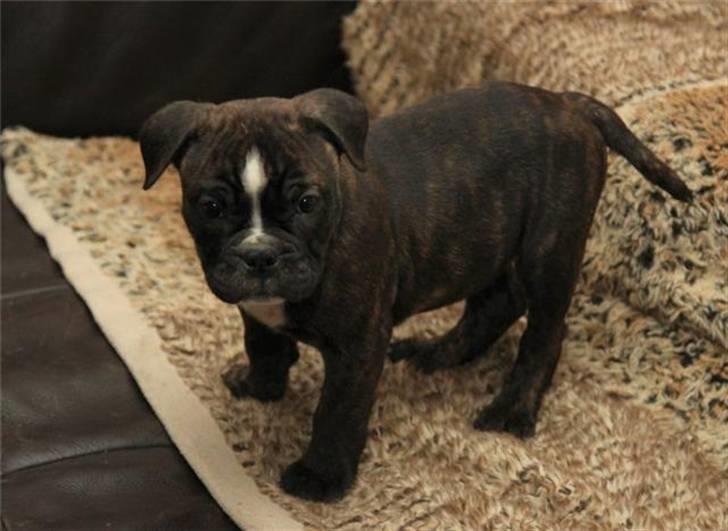 Olde english bulldogge Conrad billede 1