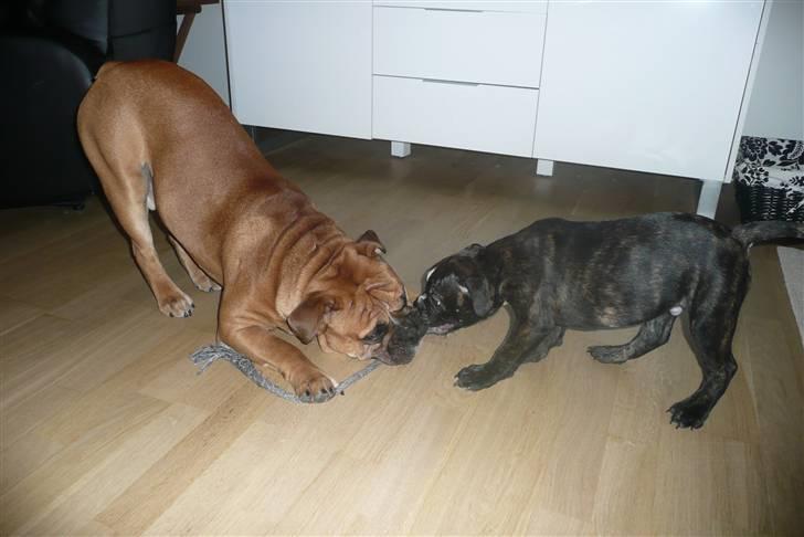 Olde english bulldogge Conrad billede 2