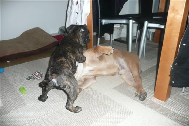 Olde english bulldogge Conrad billede 3