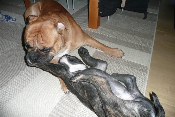 Olde english bulldogge Conrad billede 4