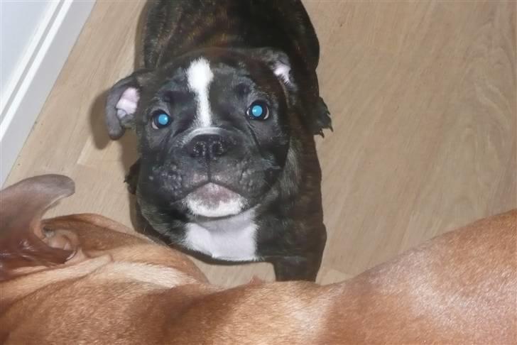 Olde english bulldogge Conrad billede 5