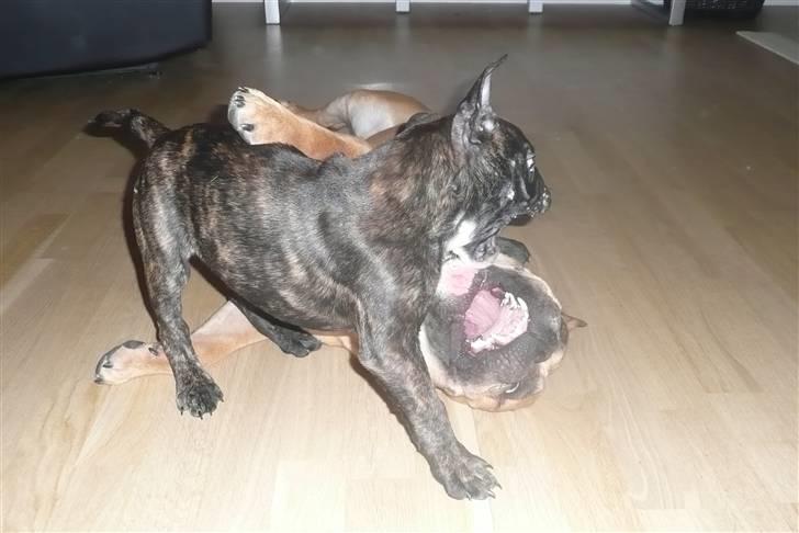 Olde english bulldogge Conrad billede 6