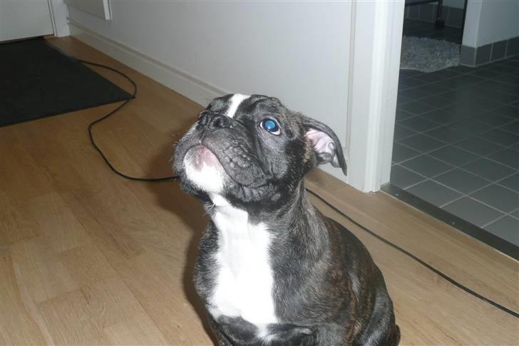 Olde english bulldogge Conrad billede 7