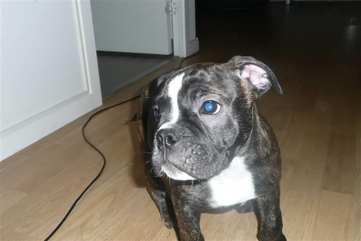 Olde english bulldogge Conrad billede 8