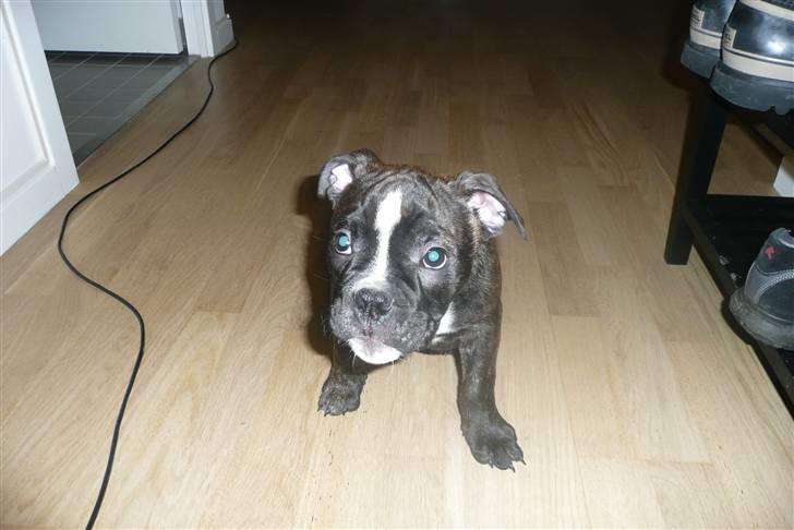 Olde english bulldogge Conrad billede 9