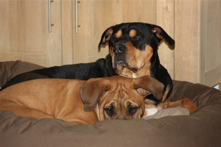 Blanding af racer KARLO billede 16