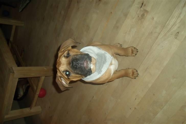 Blanding af racer KARLO billede 17