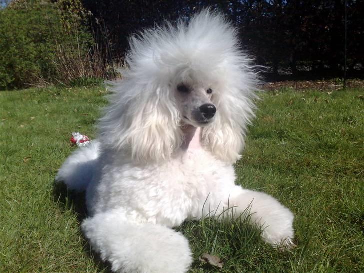 Mellempuddel Bari - sommer 09: "nyder solen" billede 8