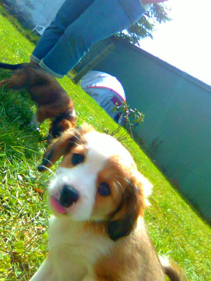 Blanding af racer Lucky - hvem er den grimme mand ? billede 5