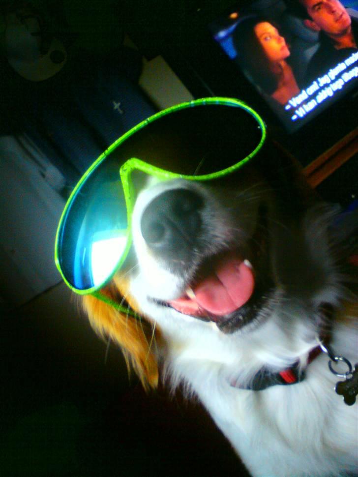 Blanding af racer Lucky - jeg er da bare for cool :) billede 6