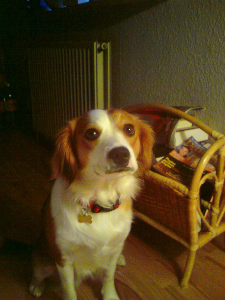 Blanding af racer Lucky - jeg vil op og sove i sengen " Please" se hvor flot jeg sidder billede 7