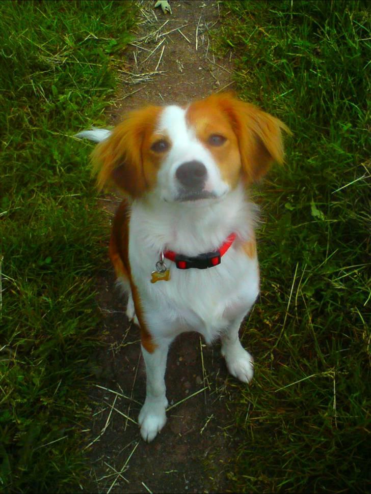 Blanding af racer Lucky - hørte jeg dig sige "Godbid" billede 8