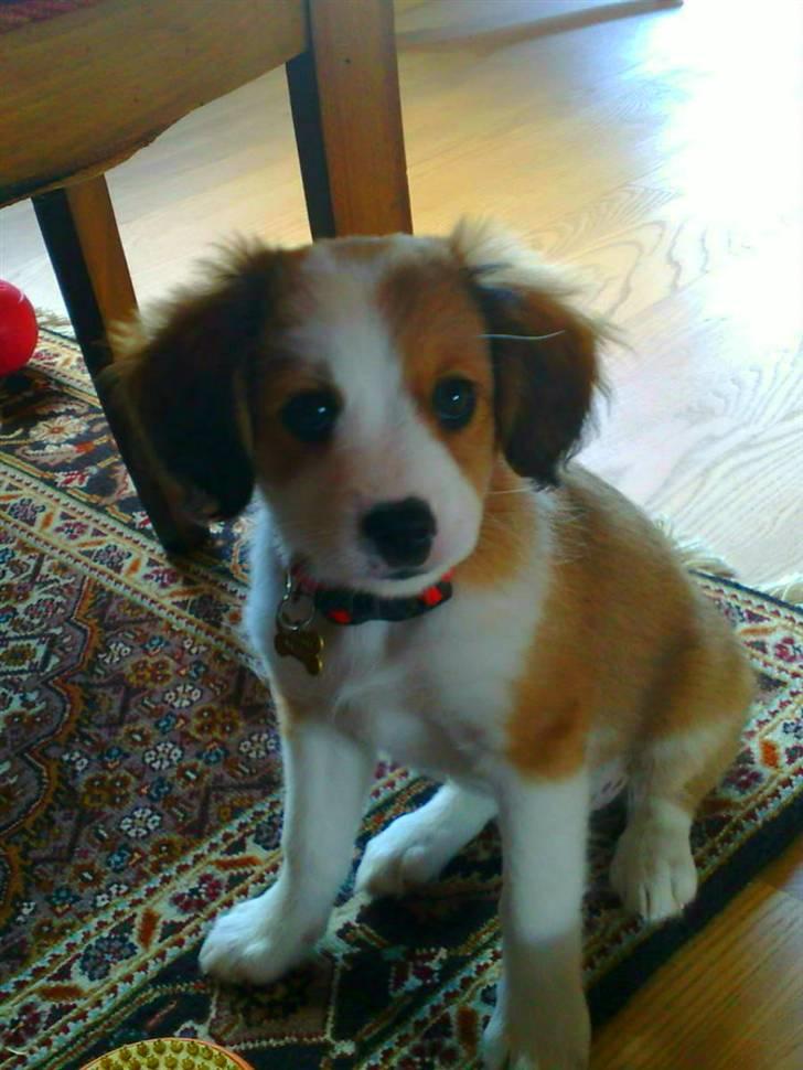 Blanding af racer Lucky billede 9