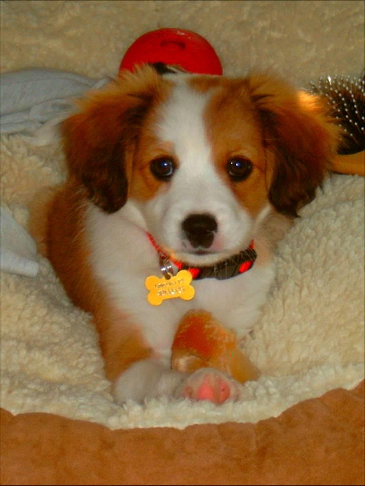 Blanding af racer Lucky - lad mig være, jeg er træt  billede 10