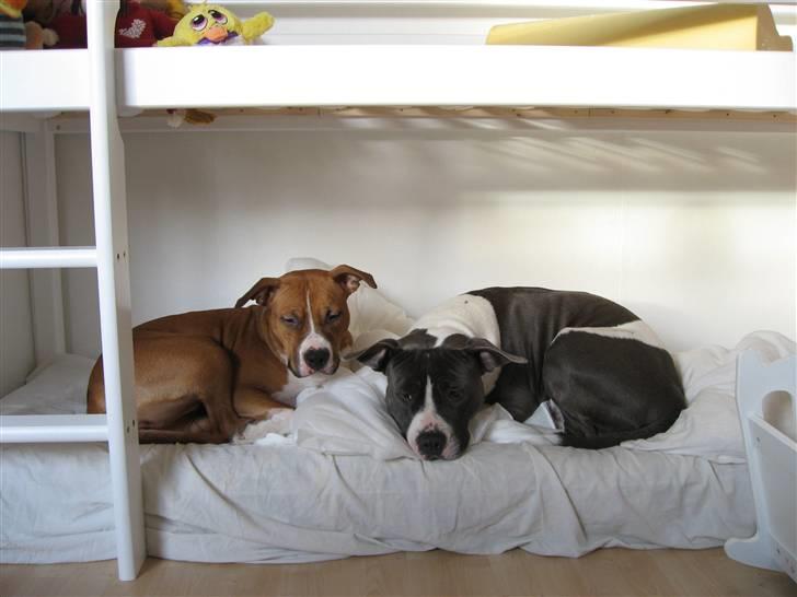 Amerikansk staffordshire terrier Great Vikings Niño - 31/12-2009. billede 20