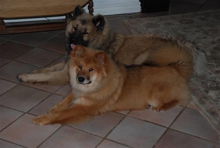 Eurasier Kærlundegård´s U-Akka - Akka og Nuka hyger sig i varmen billede 9