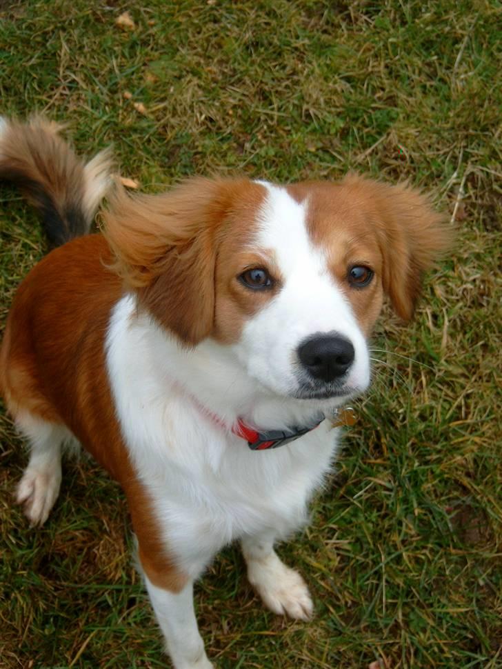 Blanding af racer Lucky - fortjener jeg ikke en godbid ? billede 11