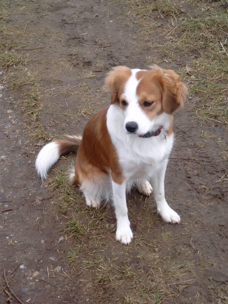 Blanding af racer Lucky - jeg orker ikke at gå længre !!! billede 13