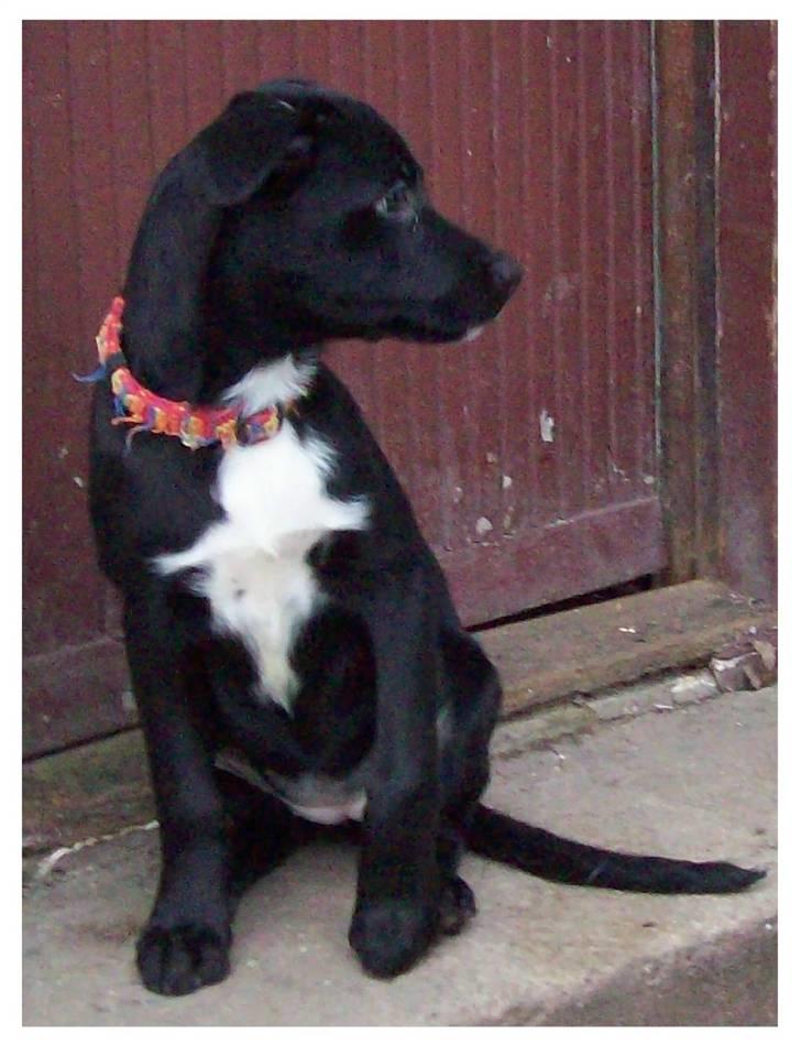 Blanding af racer Irma;O) - Irma 14 uger. billede 1