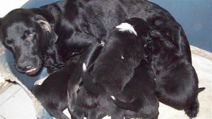 Blanding af racer Irma;O) - Liva med de nyfødte. billede 2