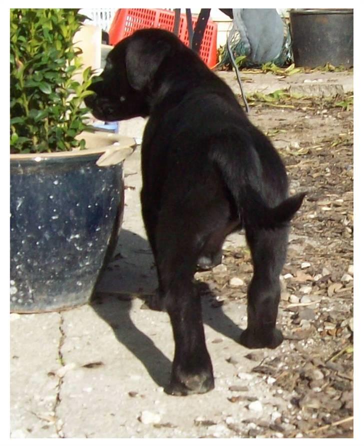 Blanding af racer Irma;O) - Irma på opdagelse 6 uger. billede 3