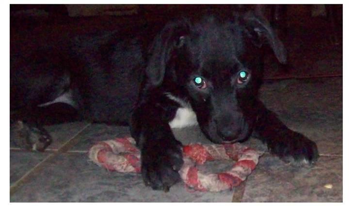 Blanding af racer Irma;O) - Irma 10 uger. billede 4