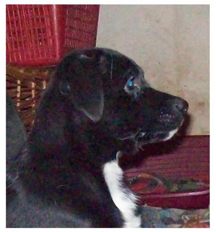 Blanding af racer Irma;O) billede 5