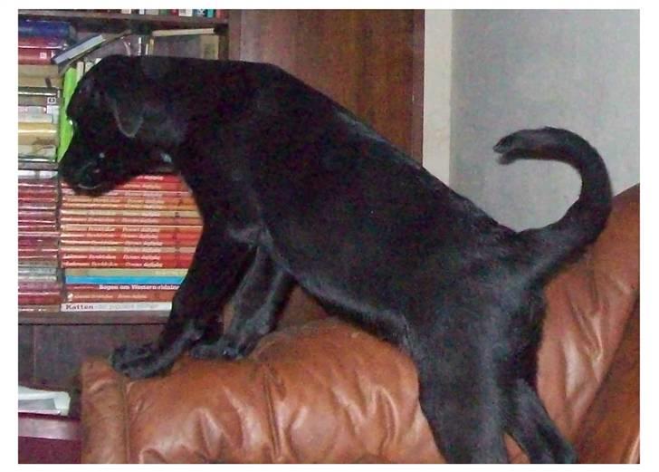 Blanding af racer Irma;O) billede 6