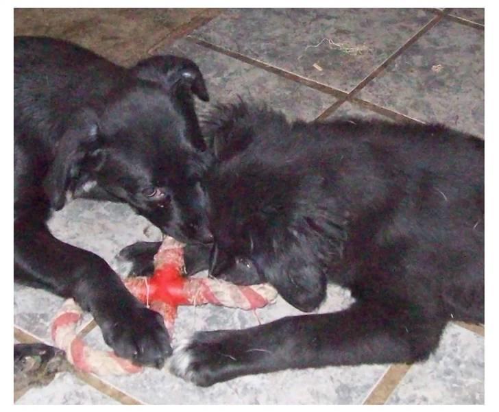 Blanding af racer Irma;O) - Irma og søster Bella 12 uger. billede 7