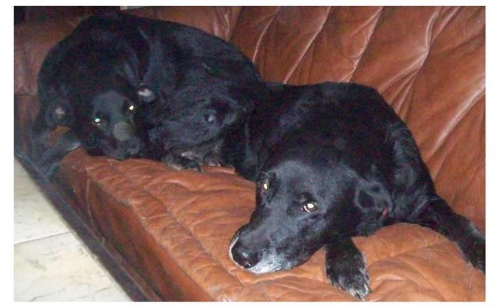 Blanding af racer Irma;O) - Mor og Mormor, mormor forest. billede 8