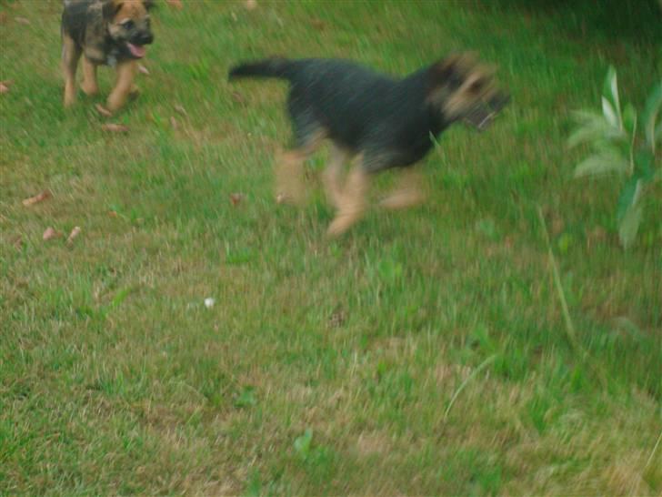 Border terrier Dalshøj´s suchi - der er fart på spederen !! billede 14