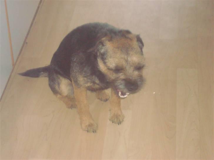 Border terrier Dalshøj´s suchi - gab ! billede 15