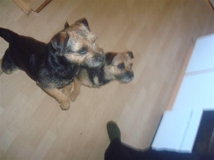 Border terrier Dalshøj´s suchi - suchi hopper op og ned =D billede 16