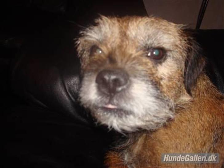 Border terrier Dalshøj´s Little Hot Lady  - min Engel <,33 billede 6