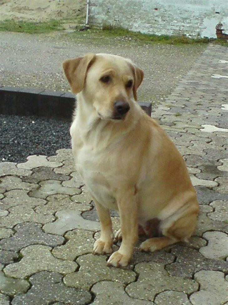 Labrador retriever Molly - Kønne Mols:D billede 1