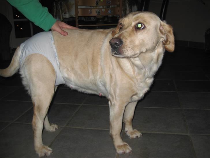 Labrador retriever Molly - Molly nytårs aften hun var i løbetid så hun fik underbukser på og et bind haha:D billede 2