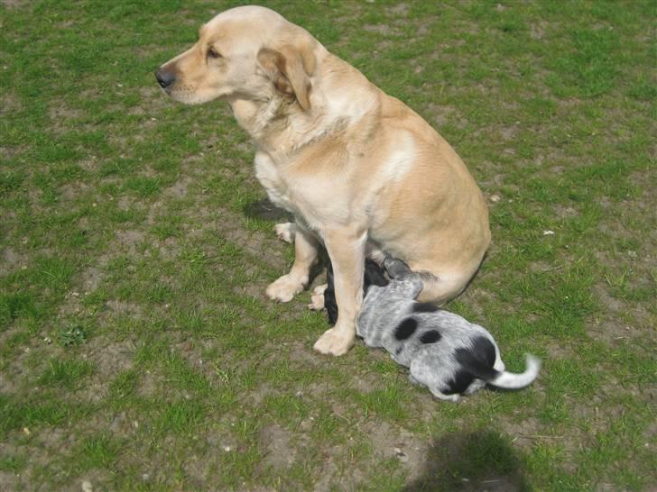 Labrador retriever Molly billede 3