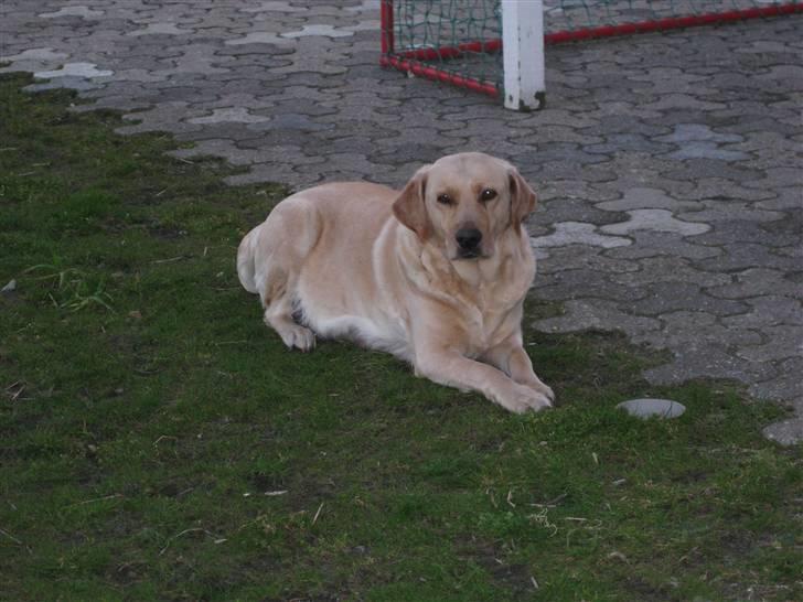 Labrador retriever Molly - Molly vogter over huset hihi;)  billede 4