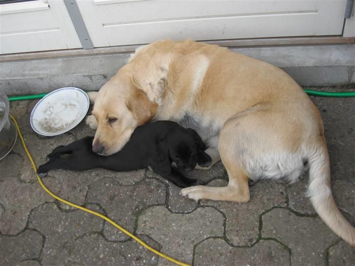 Labrador retriever Molly - Middags lur;i Nurh;) billede 5