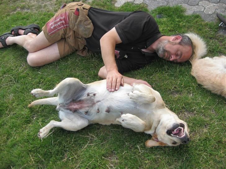 Labrador retriever Molly - Uhh klø miig!;) billede 6