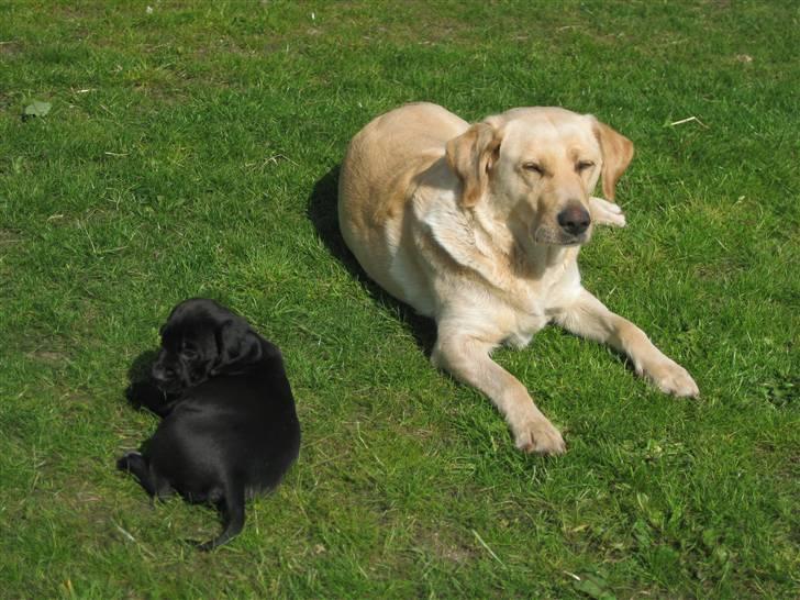 Labrador retriever Molly - Det MIIN hvalp!!:D Og jeg er stolt over det;) billede 7