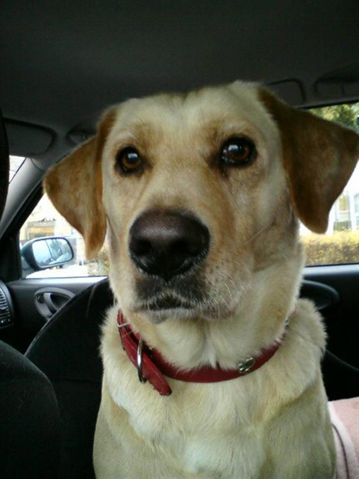 Labrador retriever Molly - Uhh, spændende! billede 8