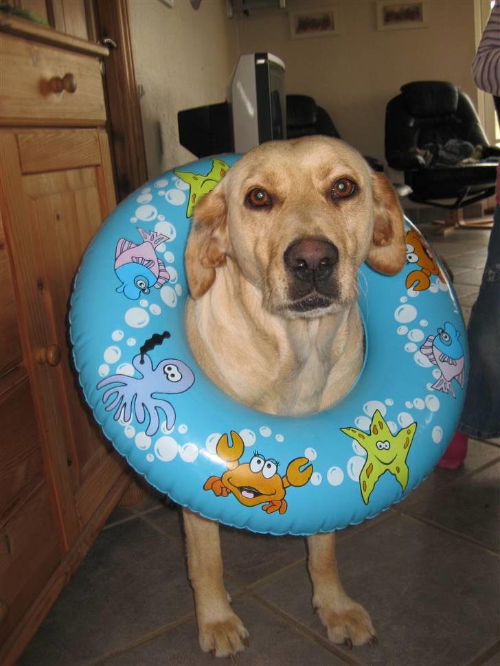 Labrador retriever Molly - Nu, er jeg klar til at tage på stranden :D billede 9