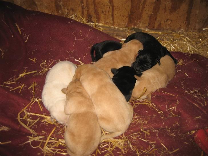 Labrador retriever Molly - Hendes første kuld i 2006ca;) hun har ca haft 3 kuld billede 10