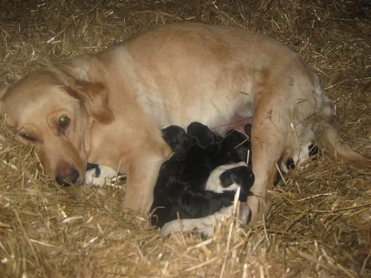 Labrador retriever Molly - Ahh, mine små dejlige skattebasser 8D billede 11