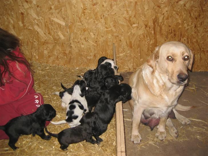 Labrador retriever Molly - Rolig nu, børnlille! billede 12
