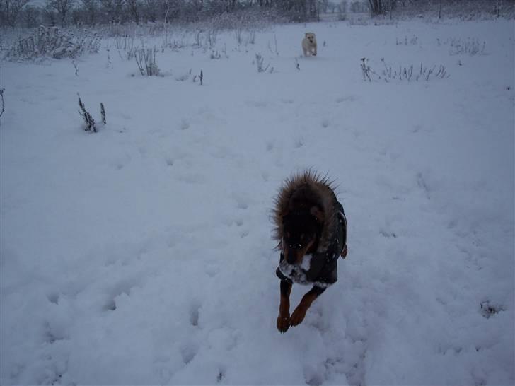 Blanding af racer Maggie billede 7