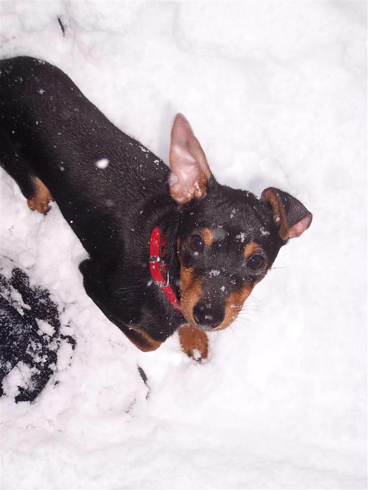 Blanding af racer Maggie billede 8