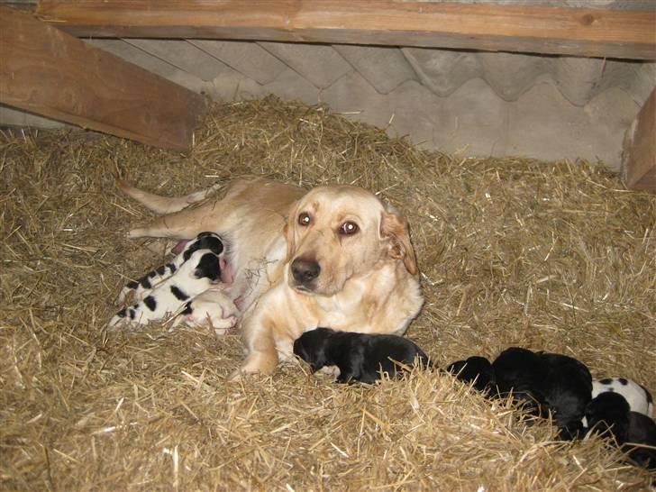Labrador retriever Molly - I 2007 hvor hun boede på loftet ;) nu bor hun i gangen:D og stuen:) og hun nyder det<3 billede 13